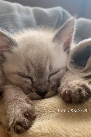 前足を伸ばして眠る子猫