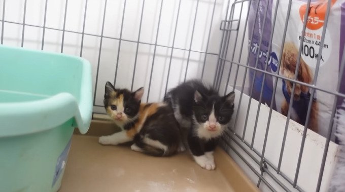 ケージの隅にいる子猫の兄妹