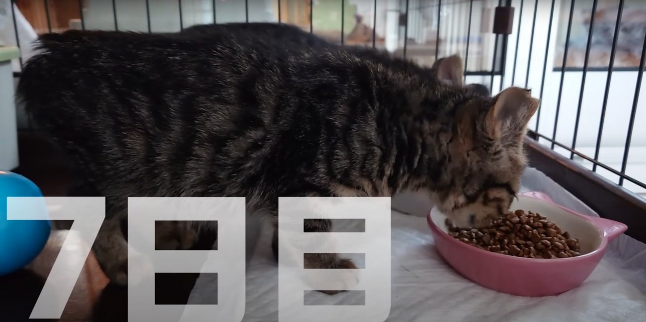 無心でご飯を食べる2匹の猫