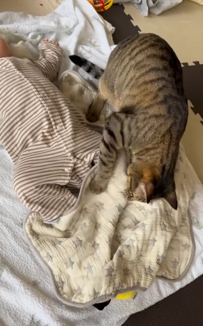 お布団がずれた赤ちゃんとお布団をなおす猫
