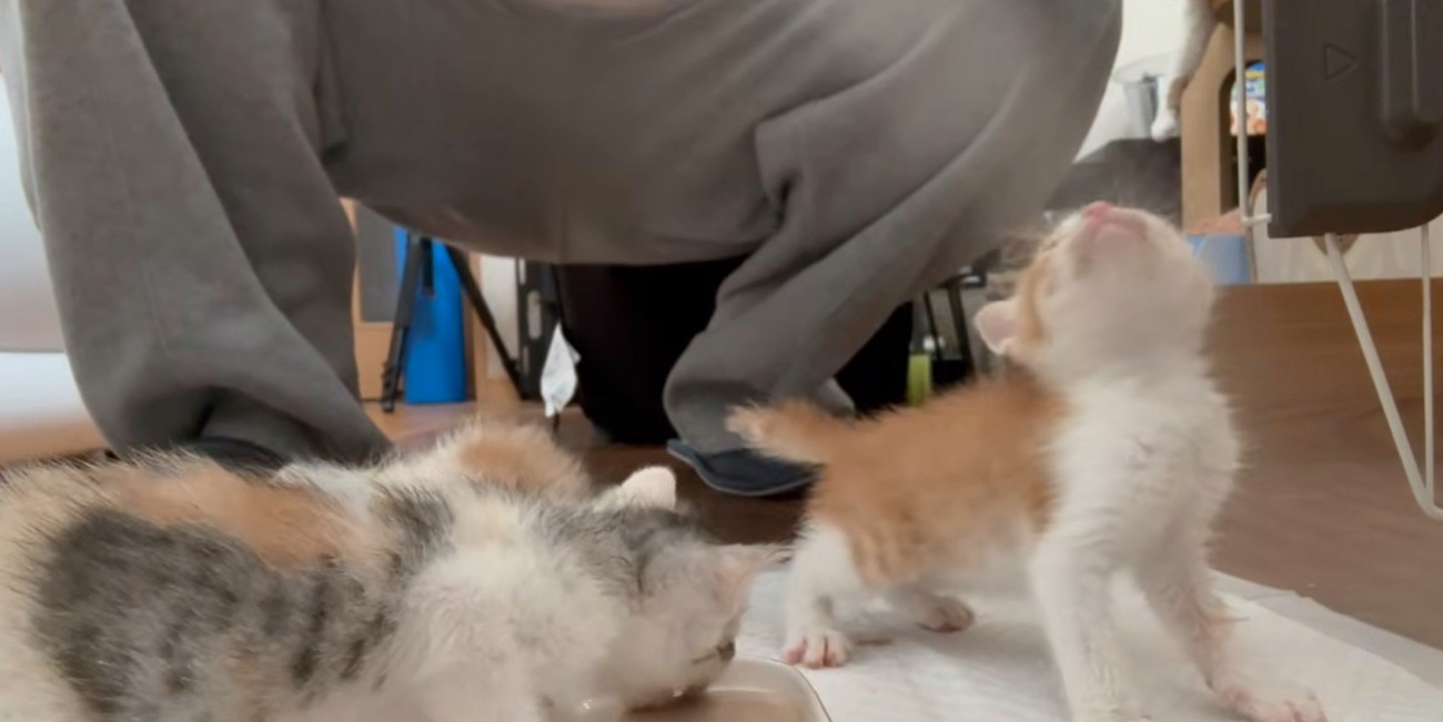 平皿から食べる子猫