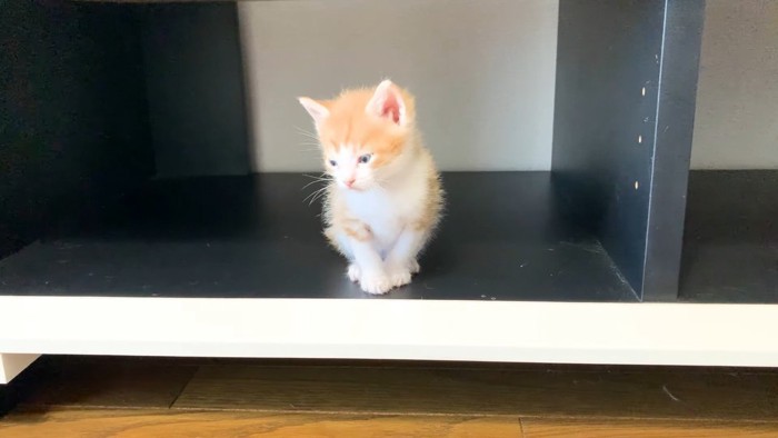 俯く子猫