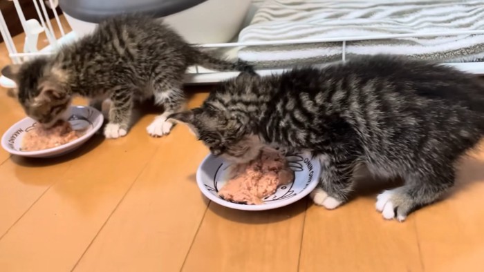 ごはんを食べる2匹の猫