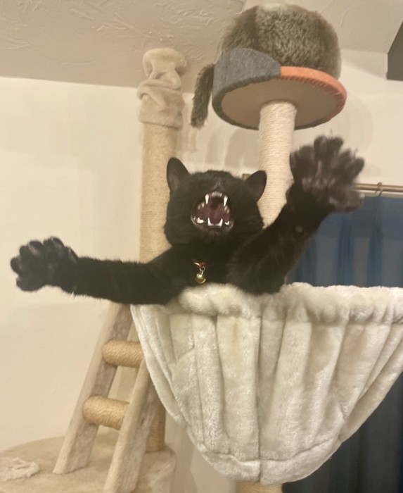 ハンモックに乗る猫