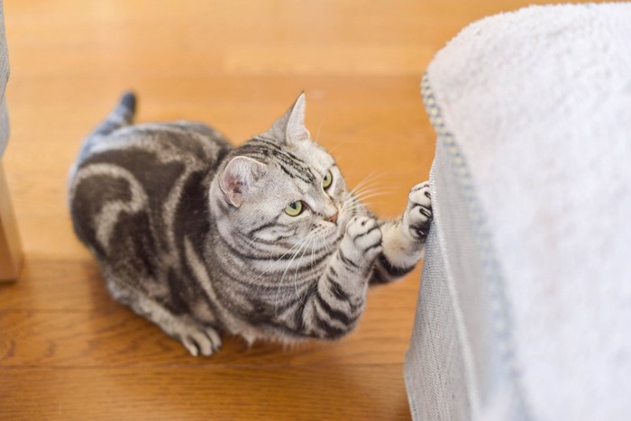 爪とぎをする猫