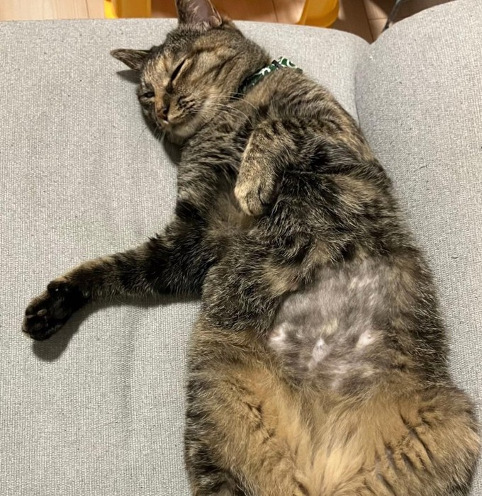 熟睡するステラちゃん