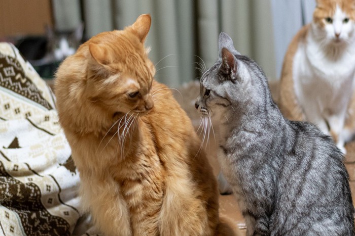 猫のにらみあい