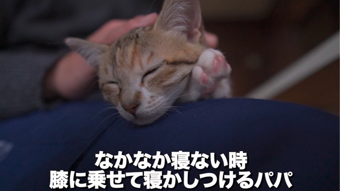 撫でられる猫