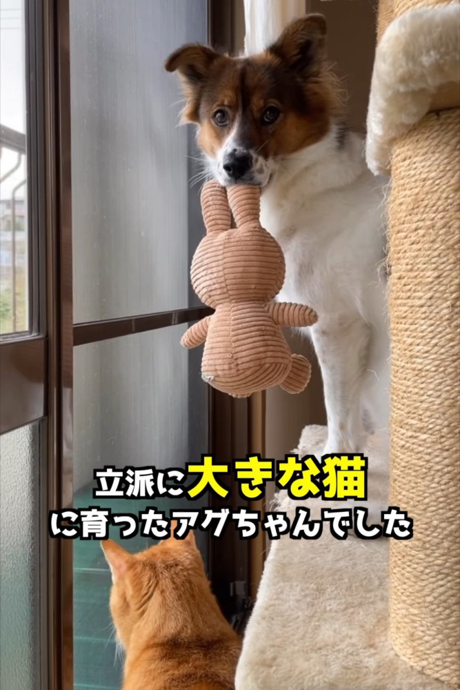 外を見る猫とぬいぐるみをくわえる犬