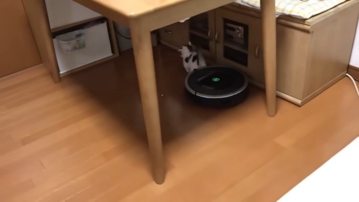 ロボット掃除機から降りた豆大福くん