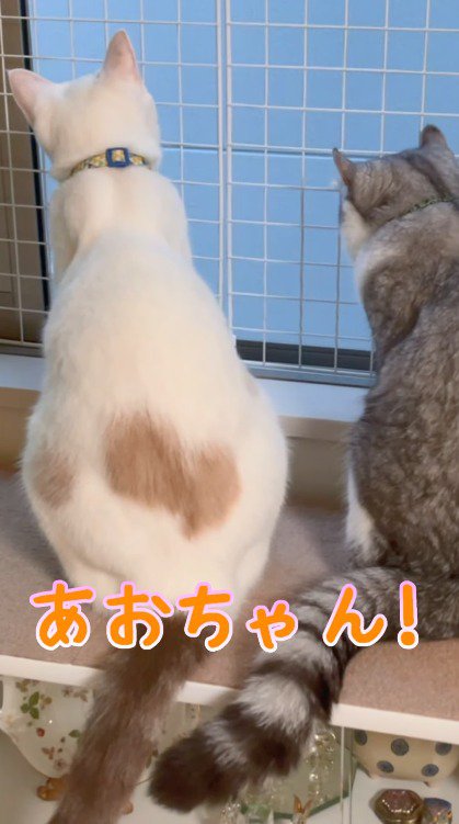 窓の外を眺める2頭の猫