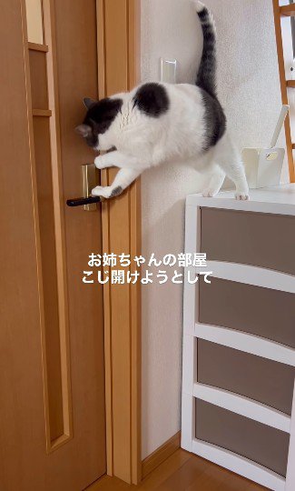 ドアの隙間に手をかける猫