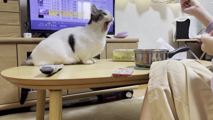 大きく口を開けた猫