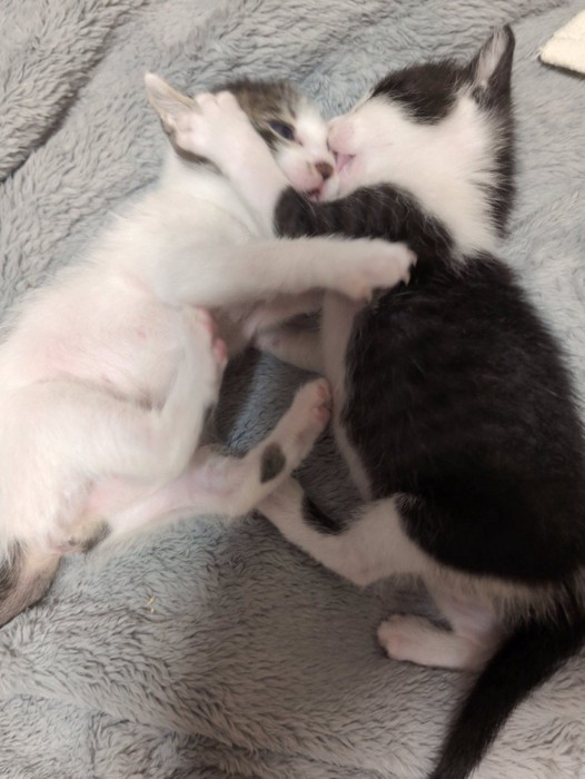 ケンカする猫2匹