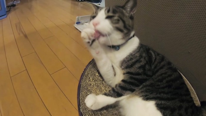 爪とぎの上で毛繕いするキジシロ猫