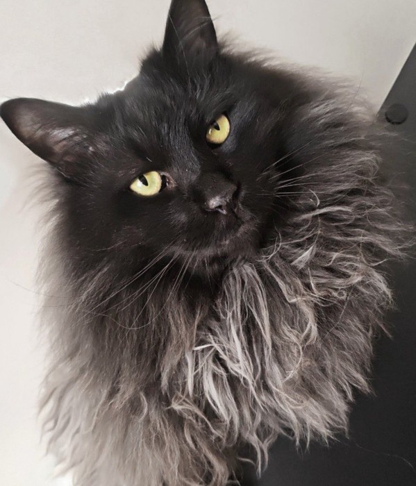 黒い長毛猫