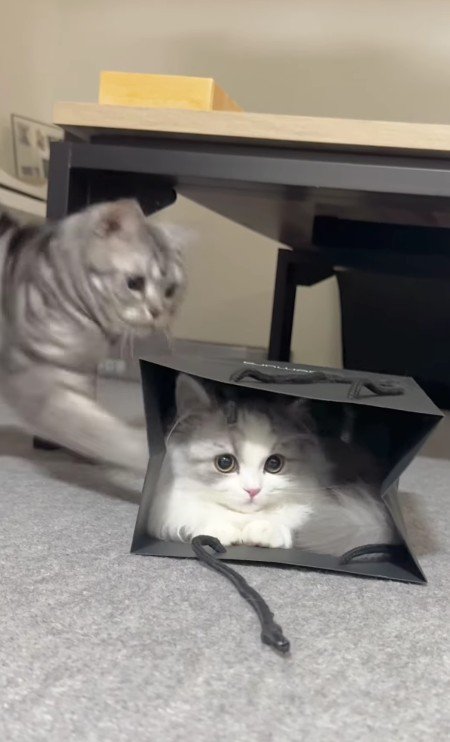 猫が入った紙袋を攻撃する猫