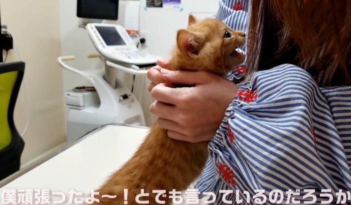 女性に向かって鳴く子猫