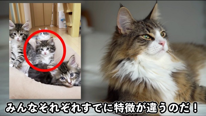 4匹の子猫が写った写真