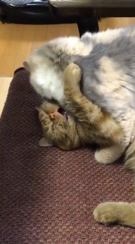 茶トラ猫を上から押さえ込む三毛猫