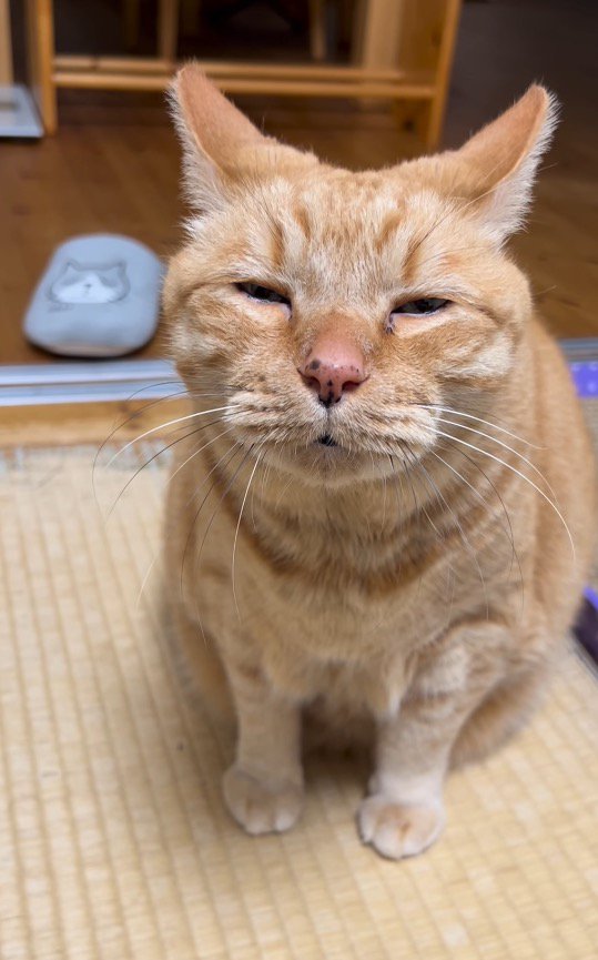 眠たそうに目を細める猫