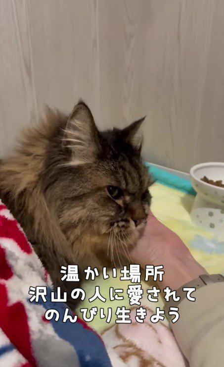 なでられている犬くん