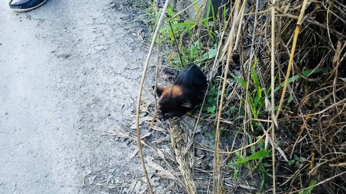 茂みのそばで鳴く子猫
