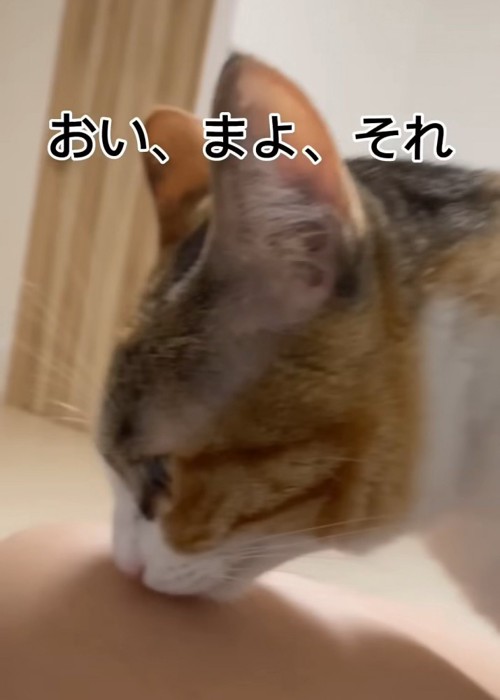 においを嗅ぐ猫