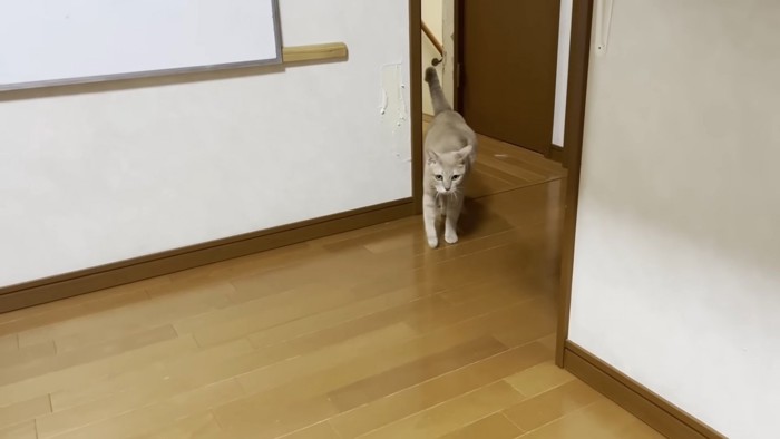 歩いてくる猫