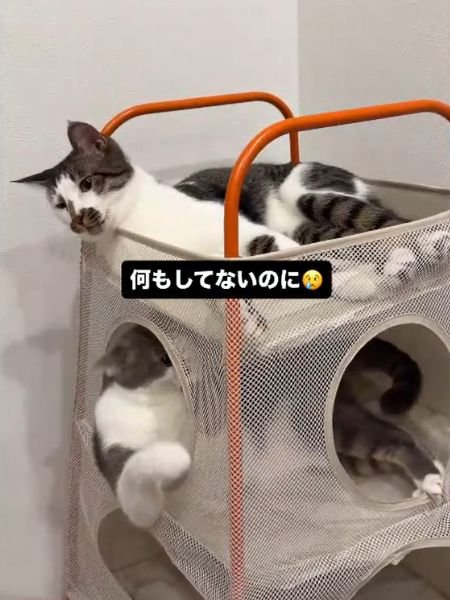 ベッドの上段で顔を前に向ける猫