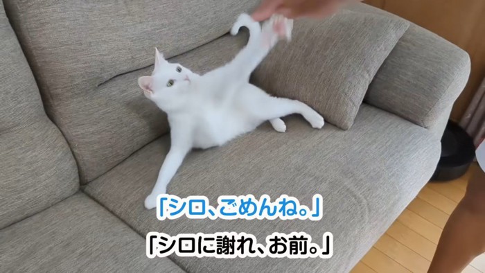 次男に猫パンチする白猫