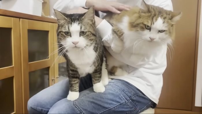膝にのる2匹の猫2