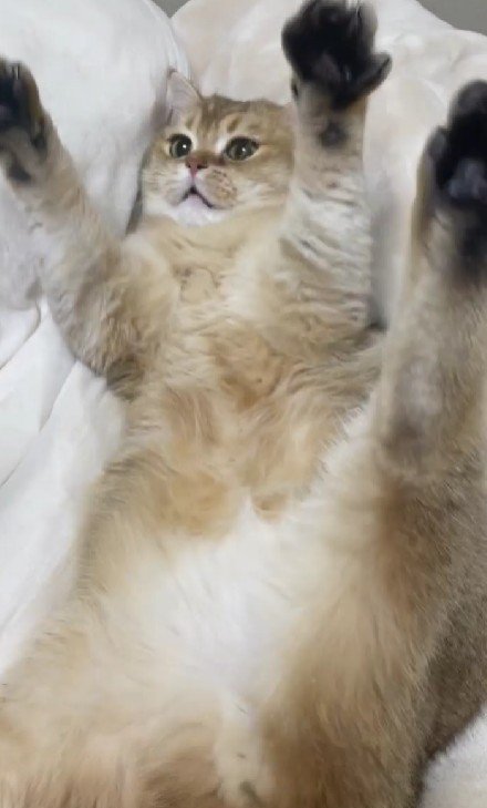 バンザイする猫