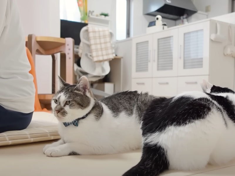 座っている猫たち