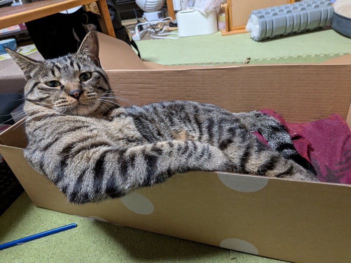 段ボール箱の中でドヤ顔して座る猫（正面から）