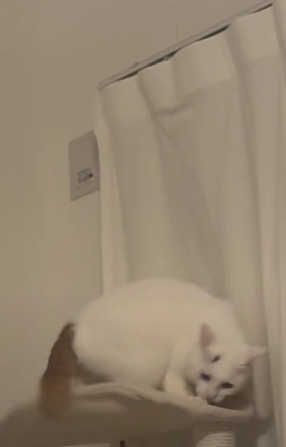 キャットタワーにいるぽにおくん