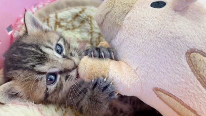 ぬいぐるみを舐める赤ちゃん猫