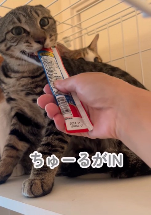 猫用おやつを与える