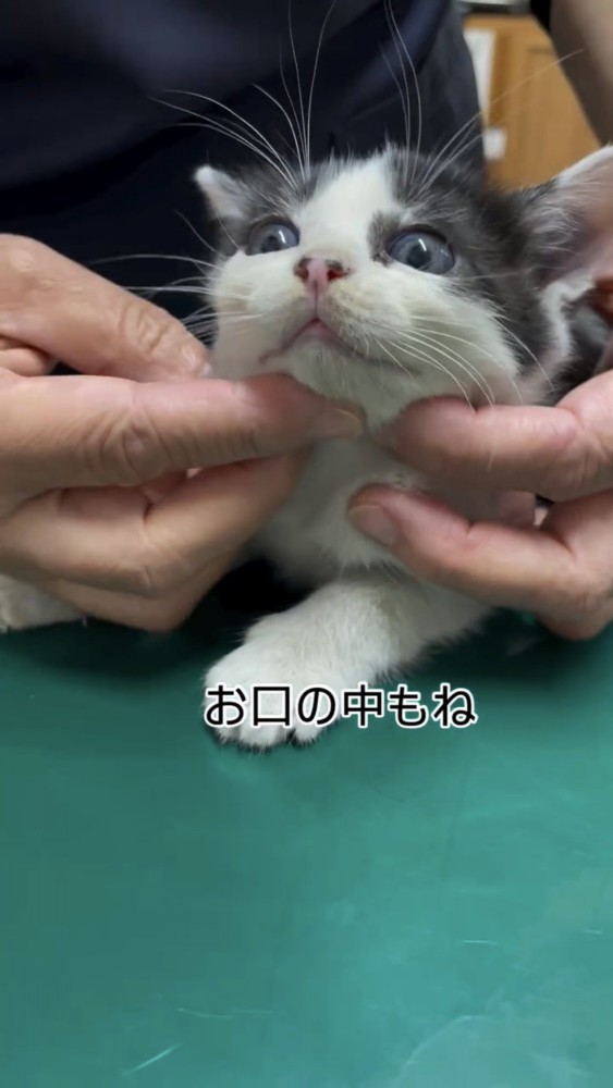 診察を受ける子猫