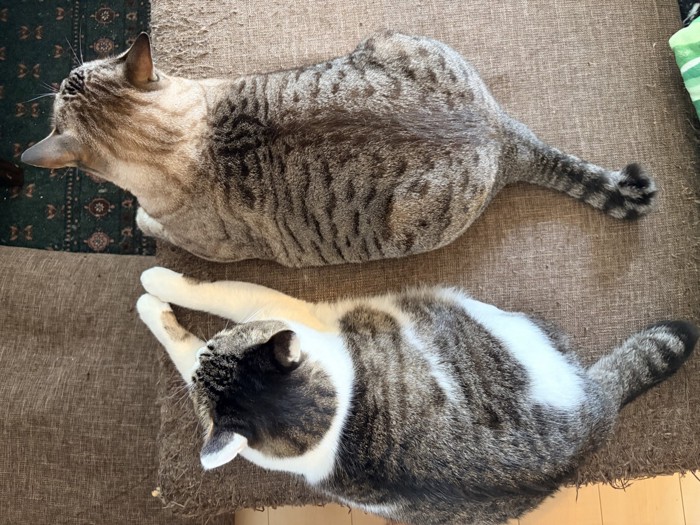 上から見た2匹の猫