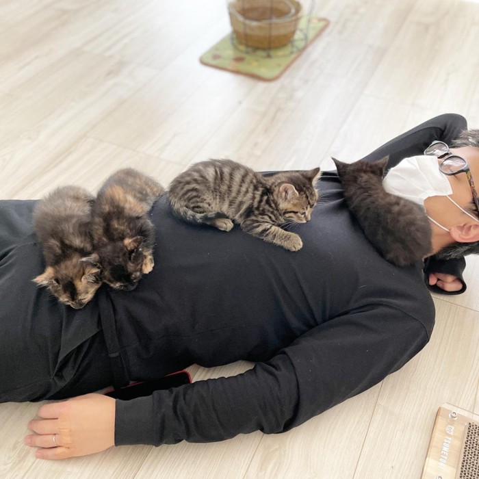 男性の上で寝る4匹の子猫