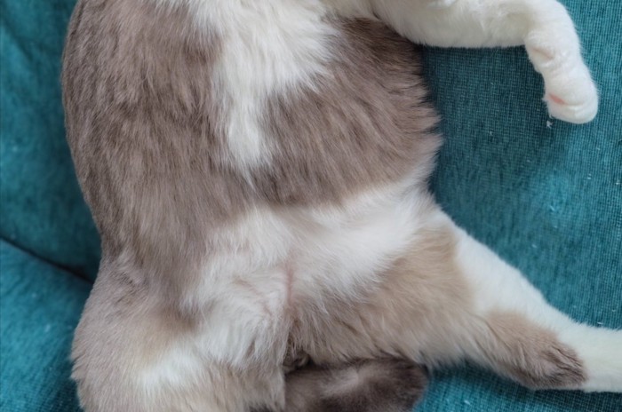 猫のお腹