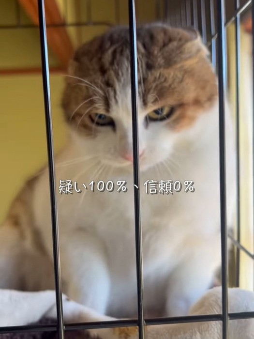 耳を倒して怒った顔の猫