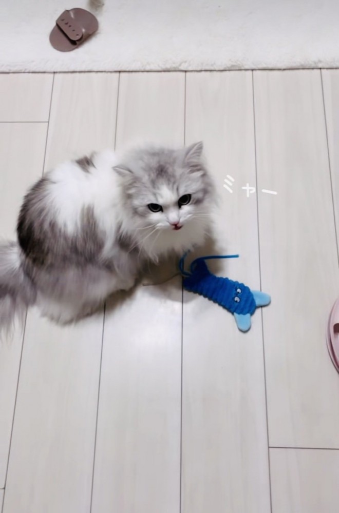 ママに向かって鳴くミヌエット