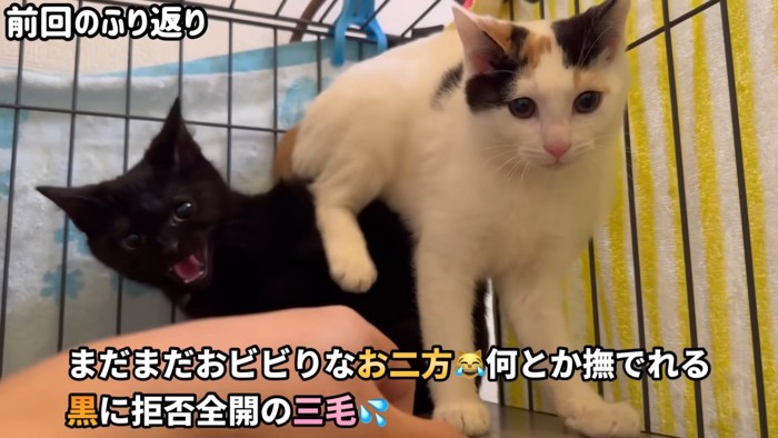 テロップ「まだまだおビビりな～」