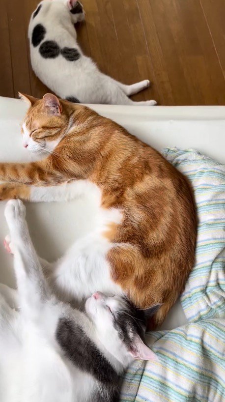 ベッドの上で眠る2匹の猫と、床に寝転がるキジ白猫
