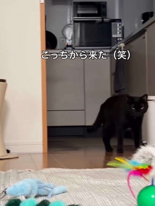 歩いている猫