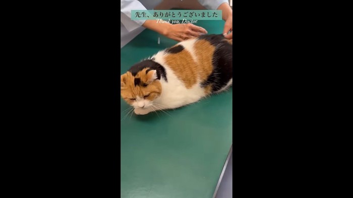 注射(横から・正面を向くミケちゃん)