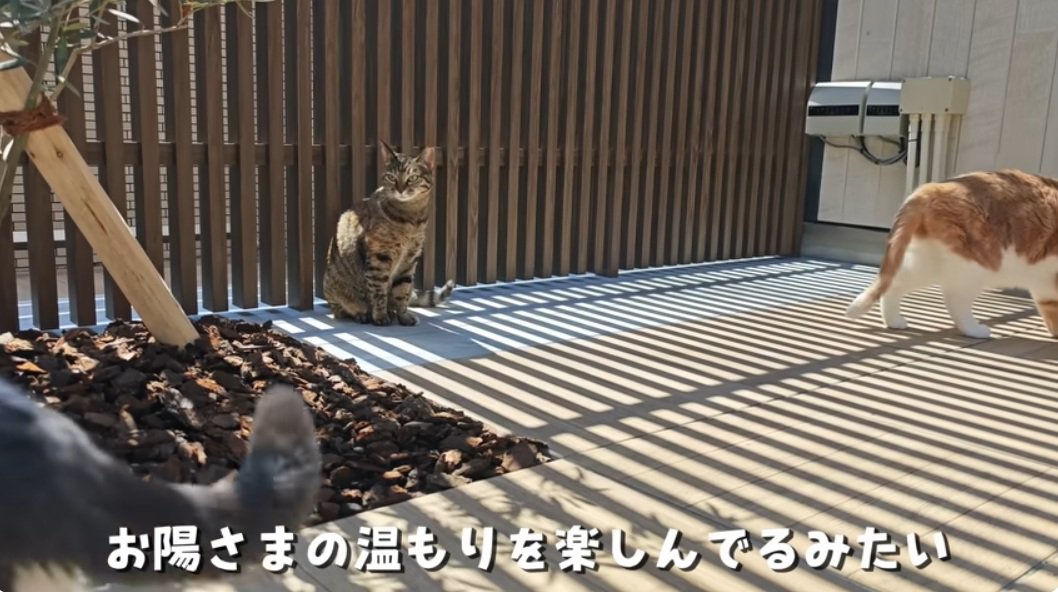 日向ぼっこを楽しむ麦わら猫