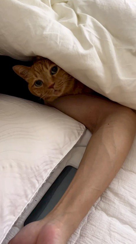 男性の布団に潜り込む猫